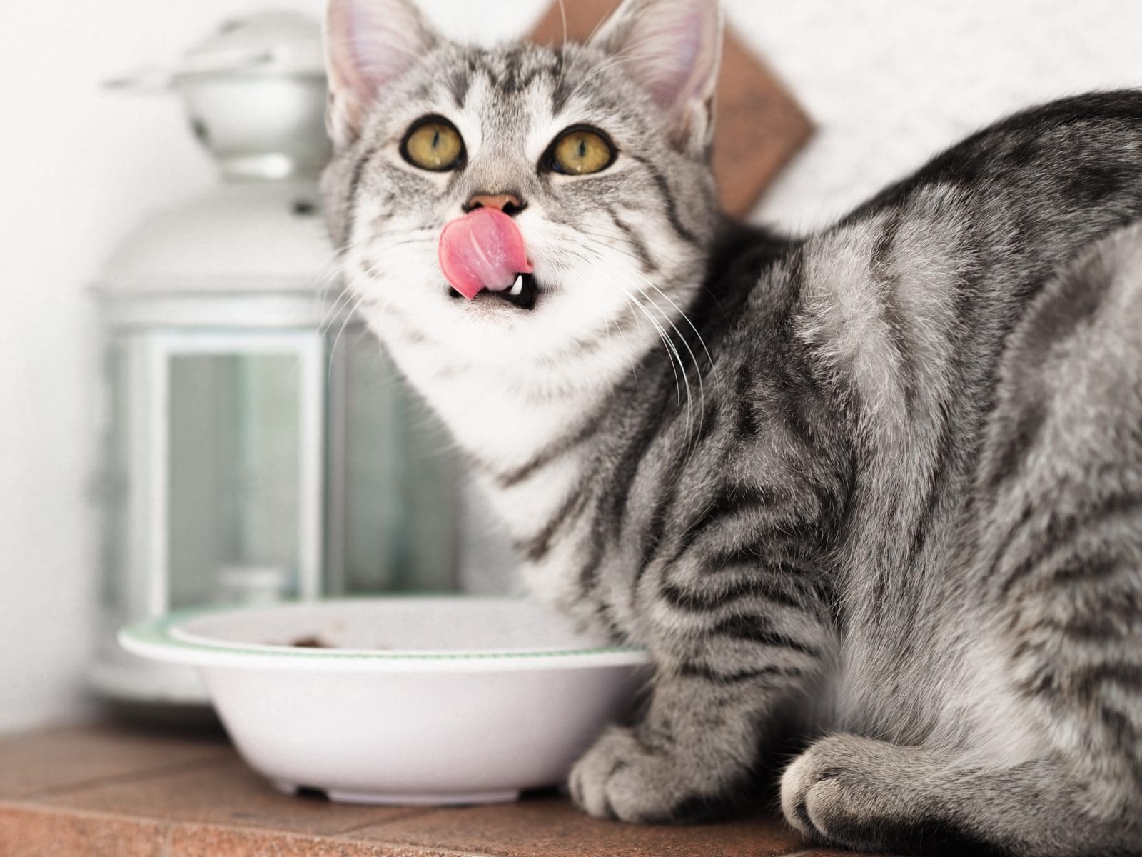 7-reasons-why-cats-lick-their-lips