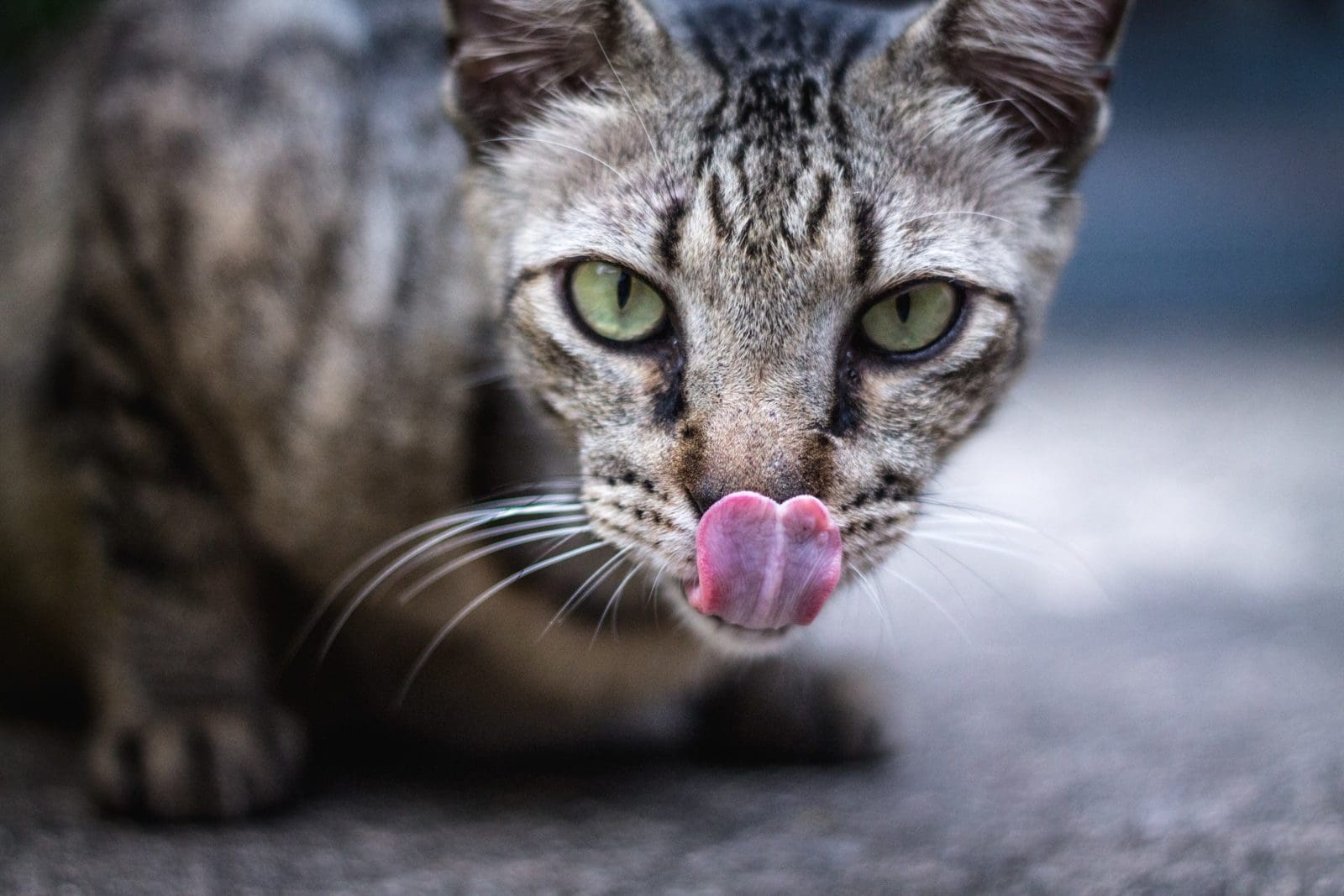 Why Do Cats Lick Their Lips After Eating