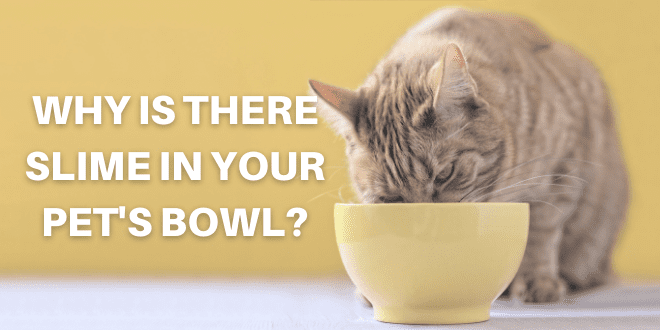 Prevent Toxic Biofilm in Your Dog's Food and Water Bowls