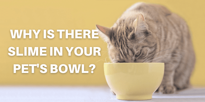 https://catbehaviorassociates.com/wp-content/uploads/2022/05/why-is-there-slime-in-your-pets-bowl.png