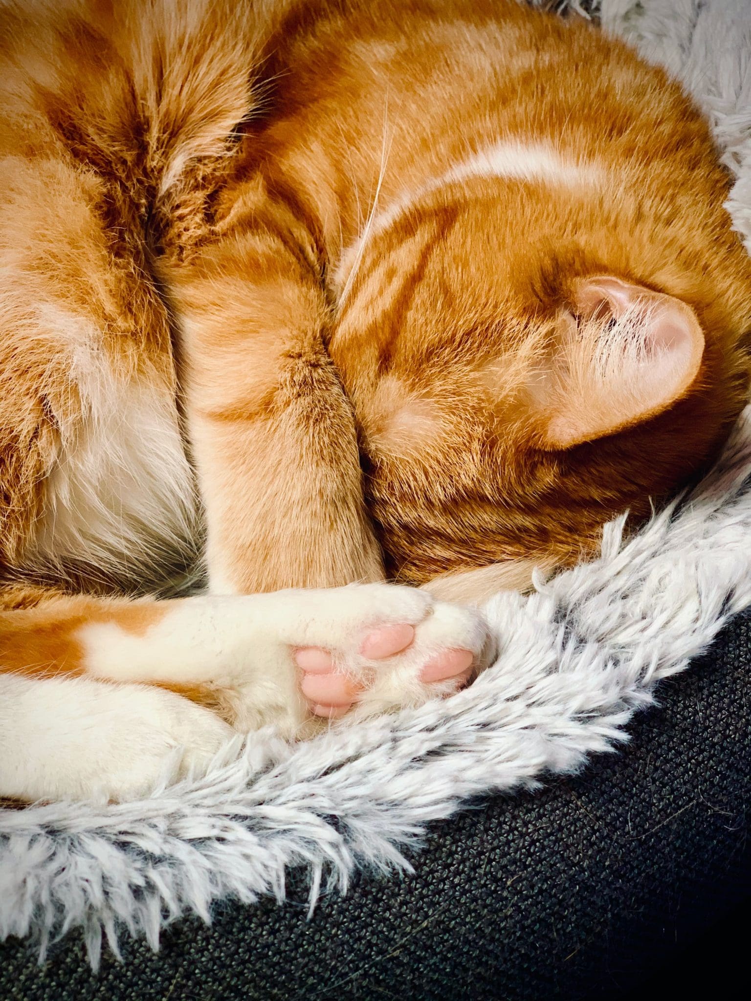 15 Common Cat Sleeping Positions And What They Mean