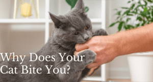 why does your cat bite you?