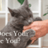 why does your cat bite you?