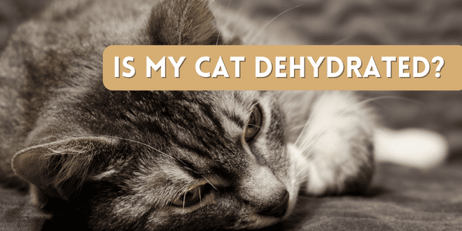 Is My Cat Dehydrated?