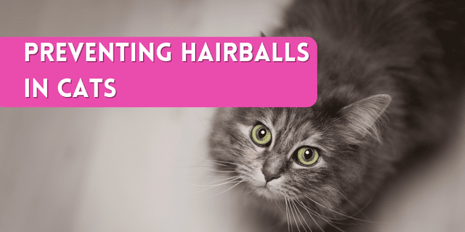 Fighting Hairballs in Cats