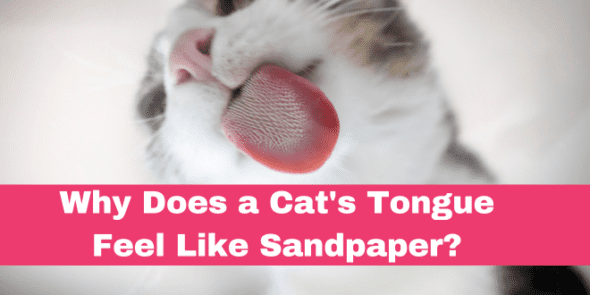 why-does-a-cat-s-tongue-feel-like-sandpaper