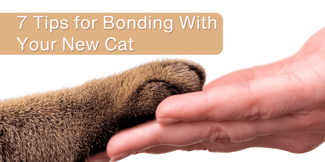 7 Guidelines for Bonding With Your New Cat