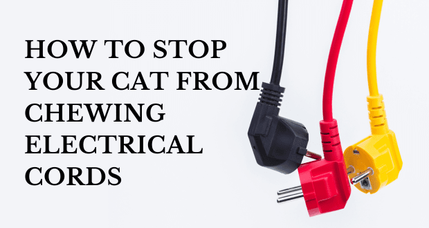 7 Essential Tips For New Cat Parents 7-essential-tips-for-new-cat-parents