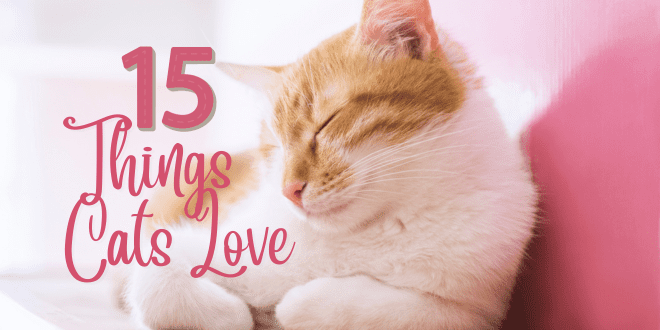 https://catbehaviorassociates.com/wp-content/uploads/2023/10/15-things-cats-love.png