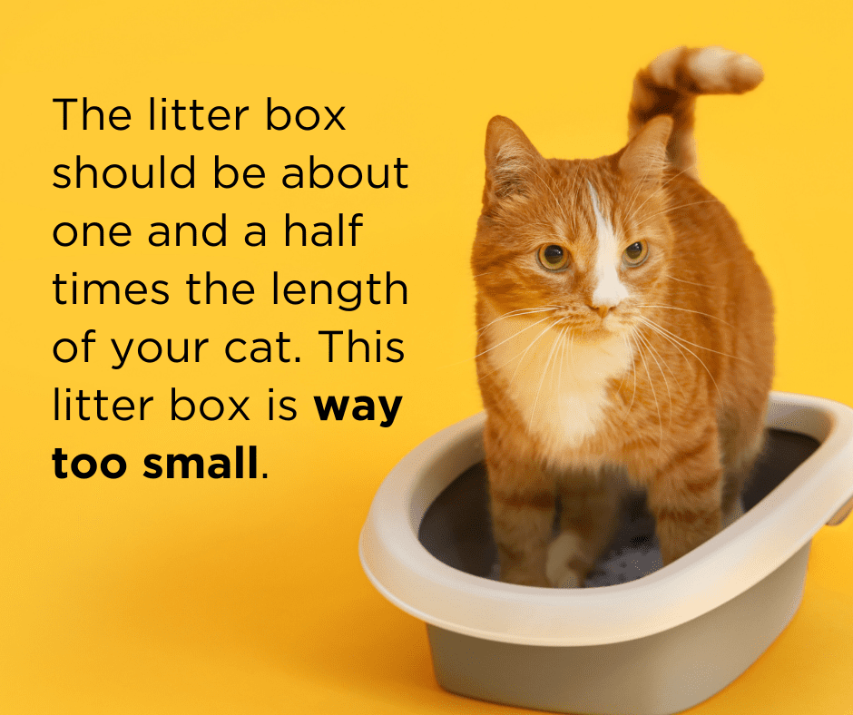 How to Keep Your Cat’s Litter Box Clean and Appealing