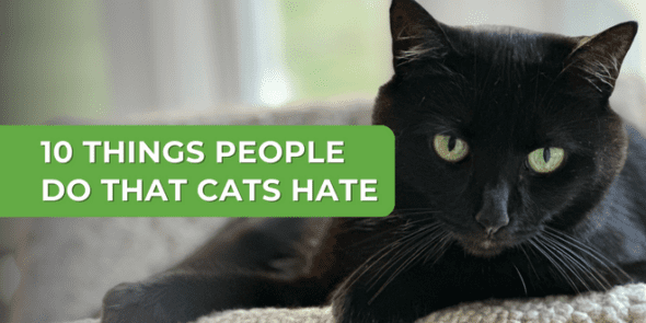 10 Things People Do That Cats Hate