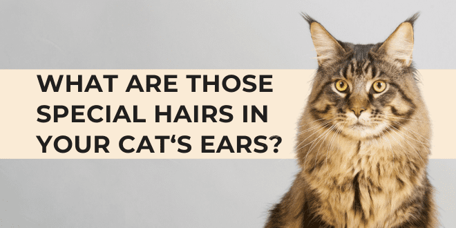 What's the appeal of cat ears?