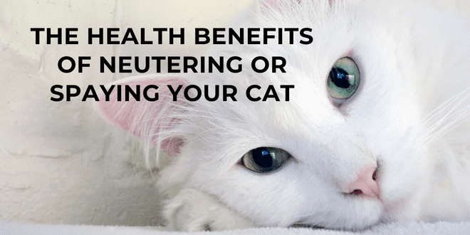 The Health Benefits Of Neutering A Cat